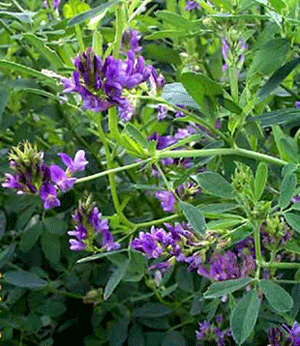 alfalfa.gif