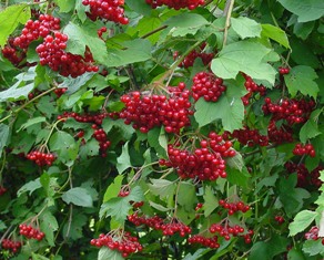 viburnum-opulus-(berries).jpg