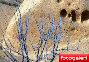 foto-galeri/kapadokya-baharla-birlikte-tablo-gibi...--119.htm