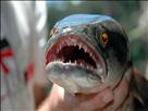 foto-galeri/canavar-balik-fishzilla-124.htm