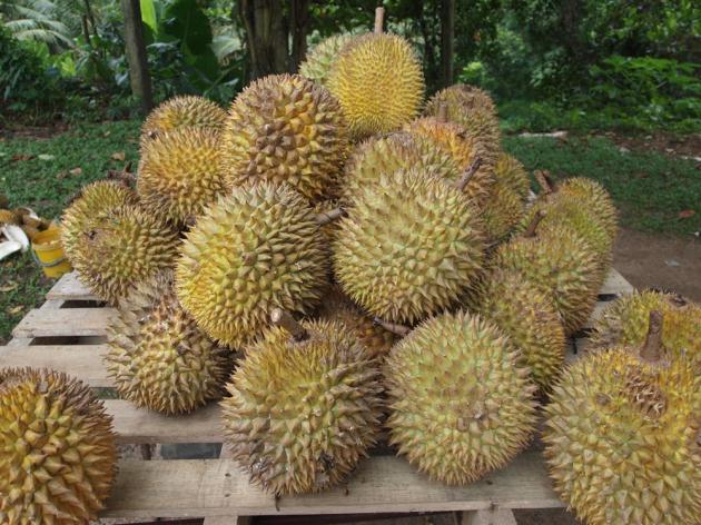 Durian nedir? Faydaları nelerdir? - Bitki Ansiklopedisi