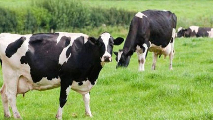 Şarbon nedir? Şarbon hastalığının belirtileri ve tedavisi. Şarbon hastalığı nasıl bulaşır?