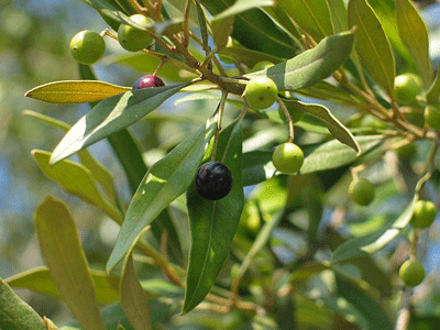 zeytin.20110331164633.gif