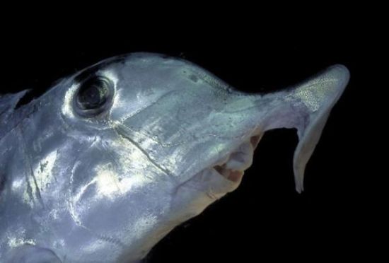 Derin suların altındaki mükemmel görüntüler galerisi resim 10