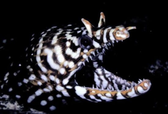 Derin suların altındaki mükemmel görüntüler galerisi resim 17