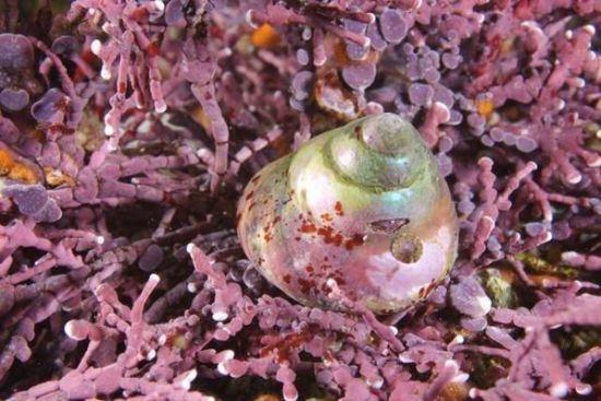 Derin suların altındaki mükemmel görüntüler galerisi resim 2