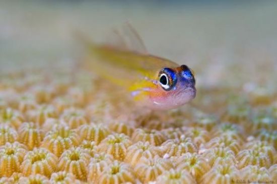 Derin suların altındaki mükemmel görüntüler galerisi resim 5