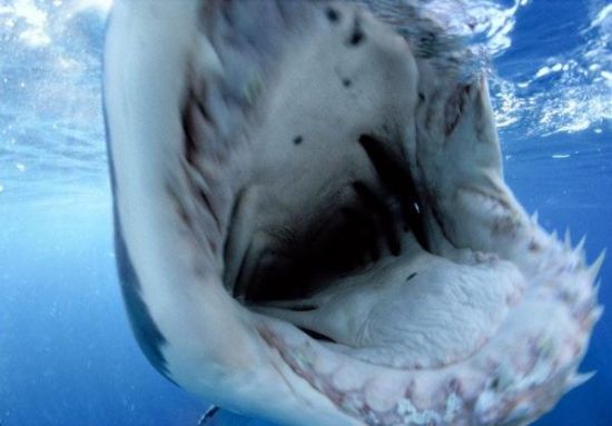 Derin suların altındaki mükemmel görüntüler galerisi resim 6