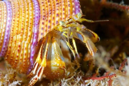 Derin suların altındaki mükemmel görüntüler galerisi resim 8