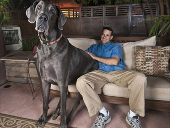 Dünyanın en uzun köpeği galerisi resim 3