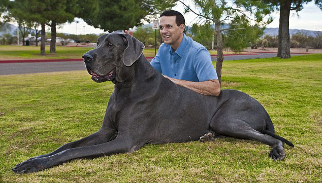 Dünyanın en uzun köpeği galerisi resim 5
