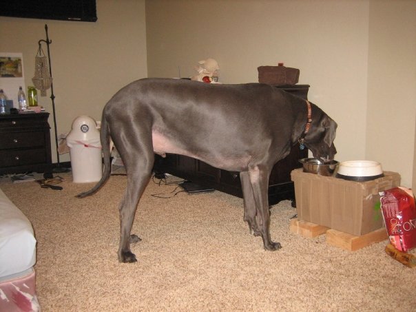 Dünyanın en uzun köpeği galerisi resim 6