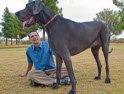 Dünyanın en uzun köpeği