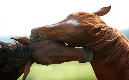 İlginç ve Eğlenceli Resimler -2 galerisi resim 14