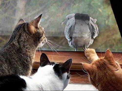 İlginç ve Eğlenceli Resimler -2 galerisi resim 20