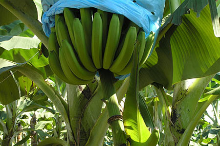 Her biri şifa deposu galerisi resim 18