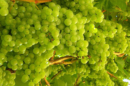 Her biri şifa deposu galerisi resim 24