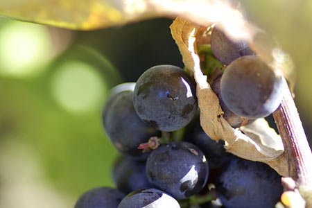 Her biri şifa deposu galerisi resim 25