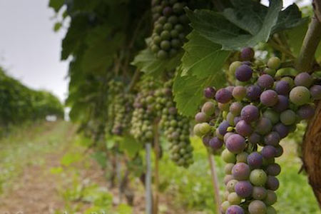 Her biri şifa deposu galerisi resim 26