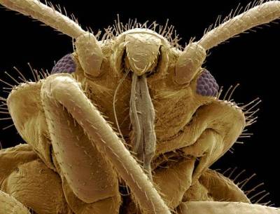 Böceklerin Yakından Görüntüleri galerisi resim 12