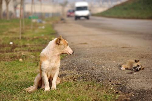 Yılın en iyi fotoğrafları galerisi resim 4