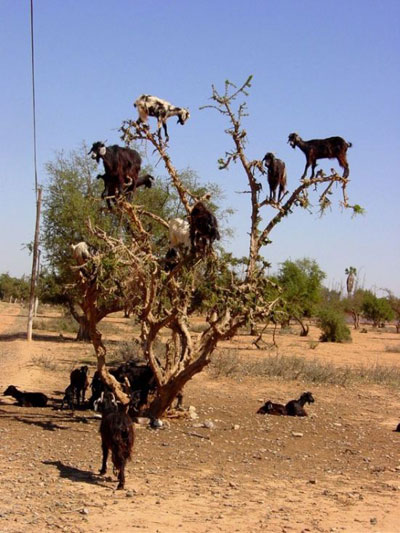 Adı üstünde keçi! galerisi resim 8