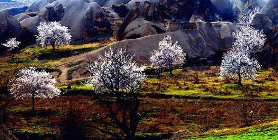 Kapadokya baharla birlikte tablo gibi... galerisi resim 4