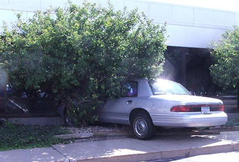 Kadınlar kötü park ediyor galerisi resim 16