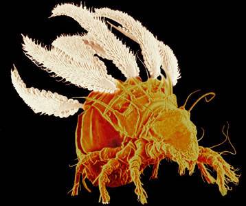 En çok yük kaldıran canlılar galerisi resim 1