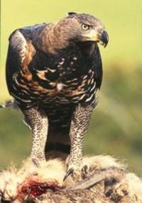 En çok yük kaldıran canlılar galerisi resim 5