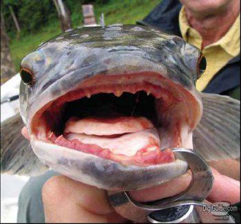 Canavar balık FISHZILLA galerisi resim 4