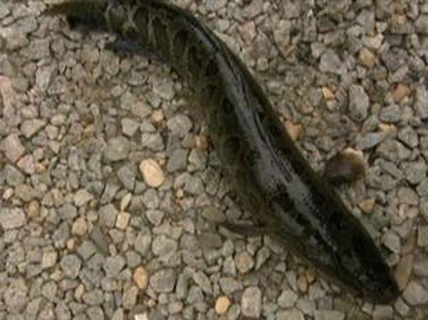 Canavar balık FISHZILLA galerisi resim 7