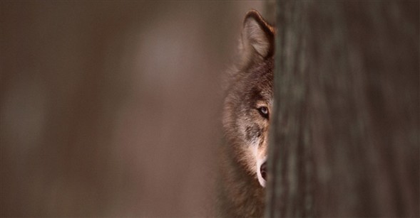 Dünyanın en güzel 40 fotoğrafı-1 galerisi resim 18