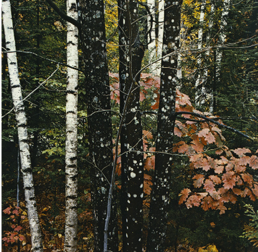 Dünyanın en güzel 40 fotoğrafı - 2 galerisi resim 16