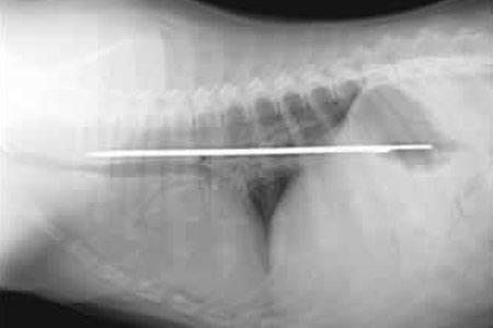 Şoke eden röntgen filmleri galerisi resim 7