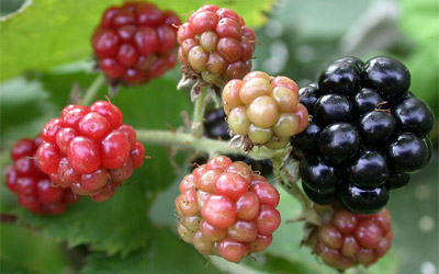 Gençlik için 14 süper yiyecek