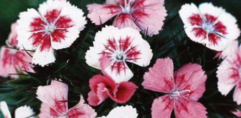 Dertlere deva 30 bitki galerisi resim 11