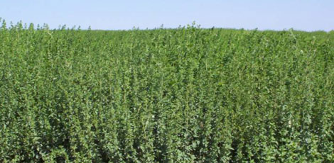 Dertlere deva 30 bitki galerisi resim 13