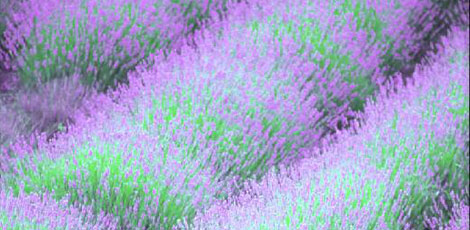 Dertlere deva 30 bitki galerisi resim 15