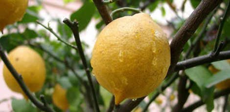 Dertlere deva 30 bitki galerisi resim 17