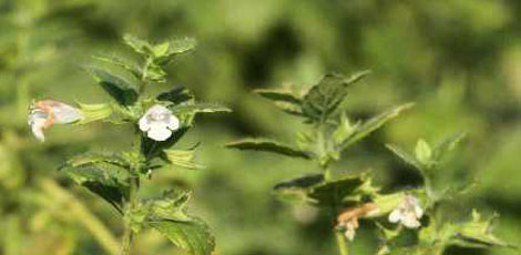 Dertlere deva 30 bitki galerisi resim 18