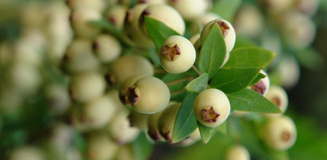 Dertlere deva 30 bitki galerisi resim 19