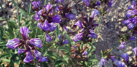 Dertlere deva 30 bitki galerisi resim 2