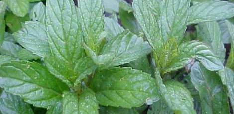 Dertlere deva 30 bitki galerisi resim 20