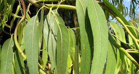 Dertlere deva 30 bitki galerisi resim 21