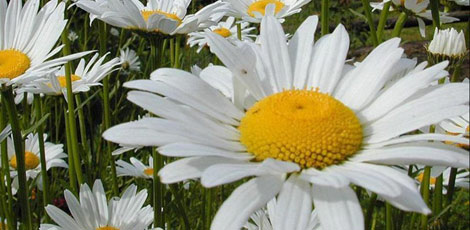 Dertlere deva 30 bitki galerisi resim 22