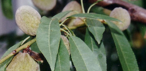 Dertlere deva 30 bitki galerisi resim 26