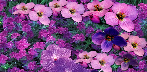 Dertlere deva 30 bitki galerisi resim 29