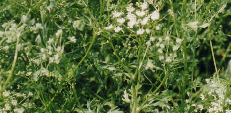 Dertlere deva 30 bitki galerisi resim 3