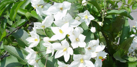 Dertlere deva 30 bitki galerisi resim 30